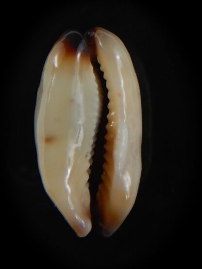 Purpuradusta gracilis macula N&R 17.57 mm Gem (-)-73643