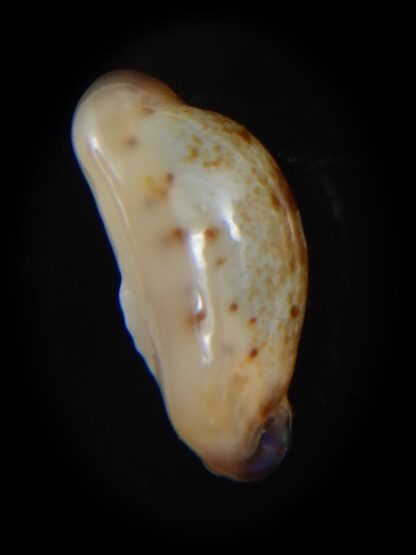 Purpuradusta gracilis macula N&R 17.57 mm Gem (-)-73641