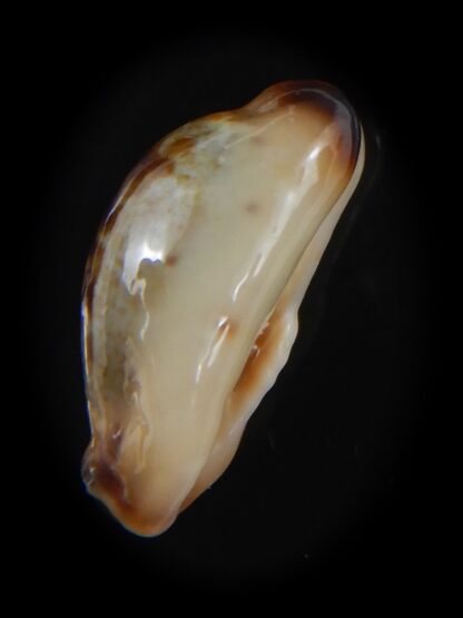 Purpuradusta gracilis macula N&R 17.57 mm Gem (-)-73645