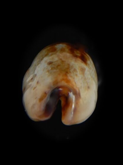 Purpuradusta gracilis macula N&R 17.57 mm Gem (-)-73642