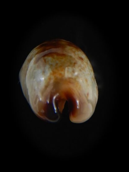 Purpuradusta gracilis macula N&R 17.57 mm Gem (-)-73644