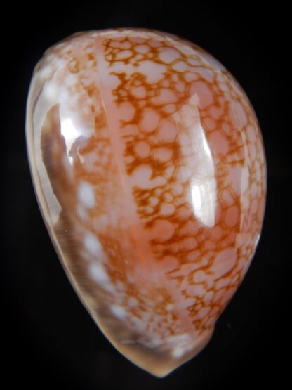 Callistocypraea broderipii.." Chocolat" 81.87 mm Gem-74308