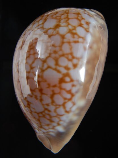 Callistocypraea broderipii.." Chocolat" 81.87 mm Gem-74311