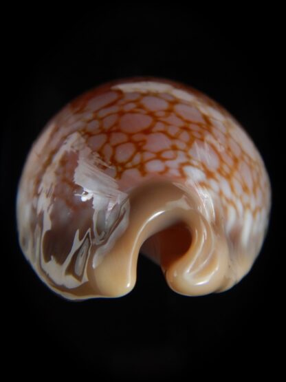 Callistocypraea broderipii.." Chocolat" 81.87 mm Gem-74307