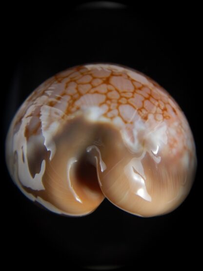 Callistocypraea broderipii.." Chocolat" 81.87 mm Gem-74306