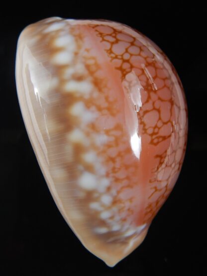 Callistocypraea broderipii..80.96 mm Gem-74295