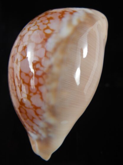 Callistocypraea broderipii..80.96 mm Gem-74296