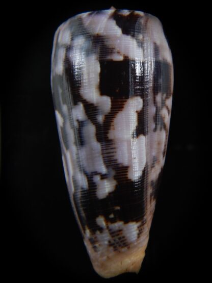 Pionoconus striatus roseoccidentalis 72.12 mm Gem-74426