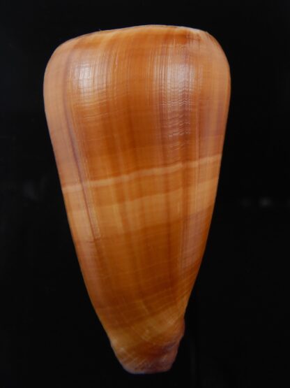 Pionoconus quasimagus 65.40 mm Gem-74421