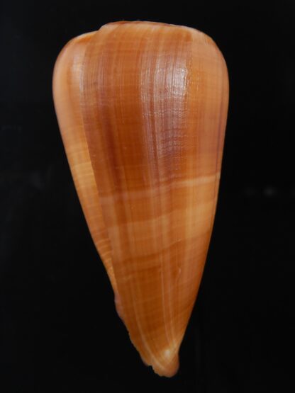 Pionoconus quasimagus 65.40 mm Gem-74425