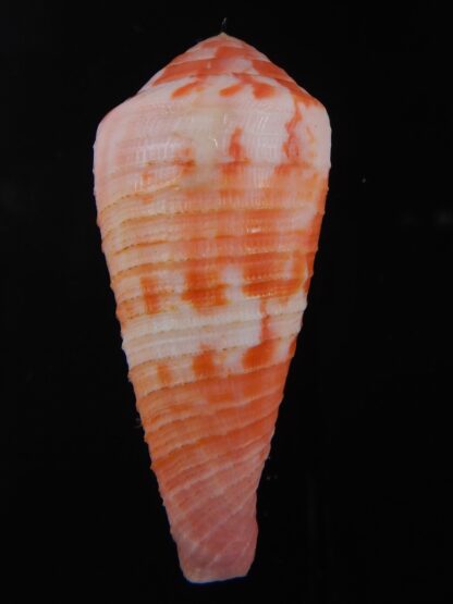 Rhizoconus pertusus amabilis " GIANT" 55.34 mm Gem-74436