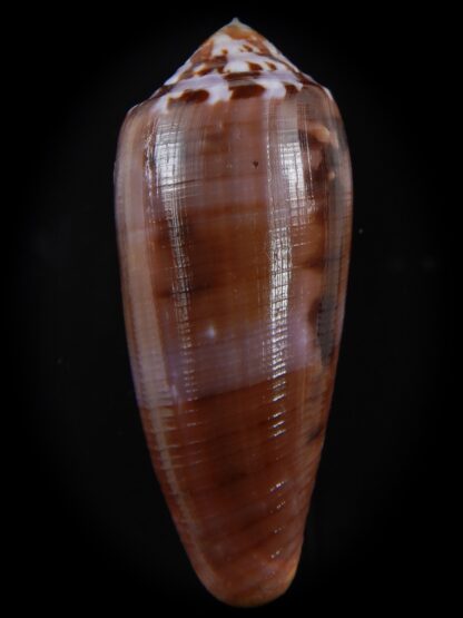 Pionoconus circumcisus laevis 66.46 mm Gem-74380