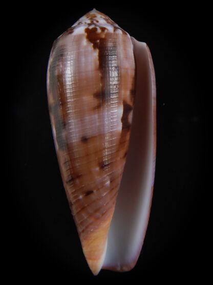 Pionoconus circumcisus laevis 66.46 mm Gem-74379