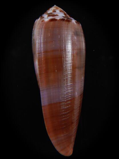 Pionoconus circumcisus laevis 66.46 mm Gem-74381