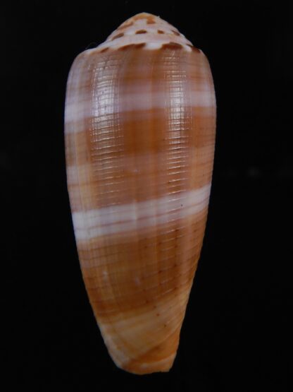 Pionoconus circumcisus brazieri 63.48 mm Gem-74368