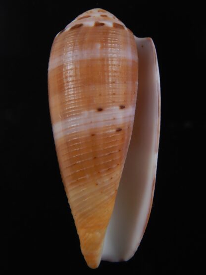 Pionoconus circumcisus brazieri 63.48 mm Gem-74369