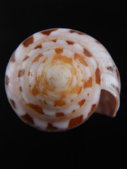 Pionoconus circumcisus brazieri 63.48 mm Gem-74372
