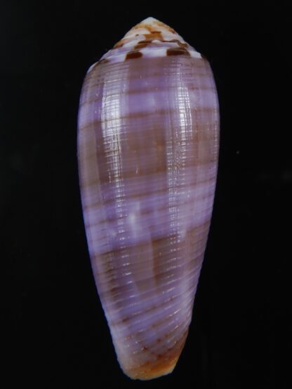 Pionoconus circumcisus " purple" 59.89 mm Gem -74361
