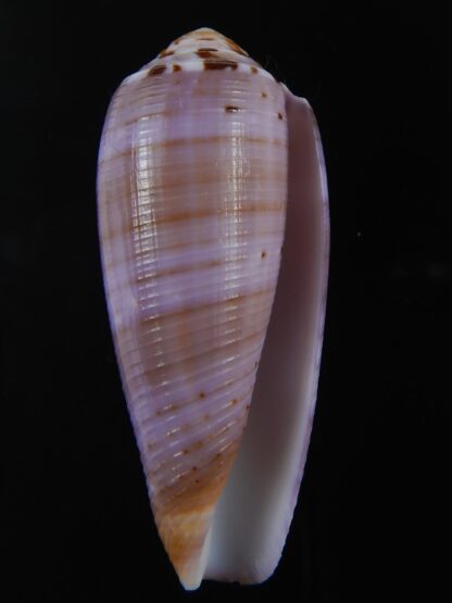 Pionoconus circumcisus " purple" 59.89 mm Gem -74359