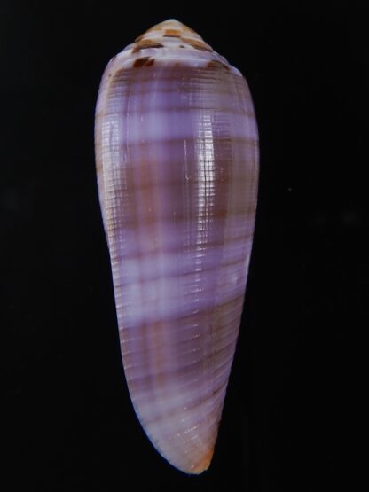 Pionoconus circumcisus " purple" 59.89 mm Gem -74360