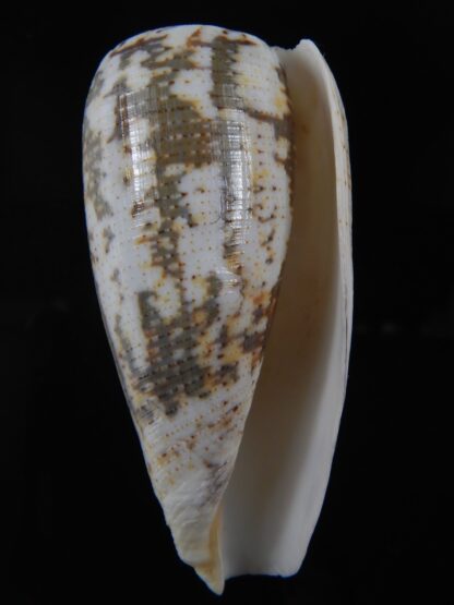 Pionoconus magus fulvobullatus 84.36 mm Gem-74397