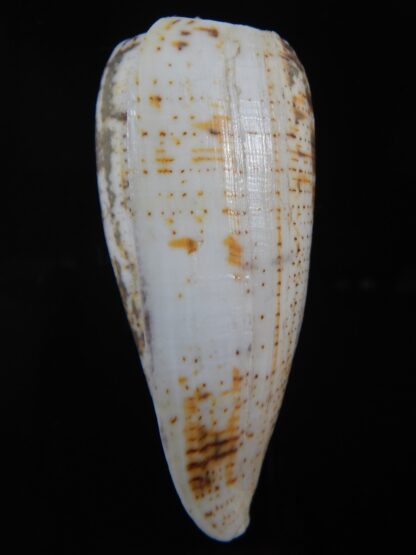 Pionoconus magus fulvobullatus 84.36 mm Gem-74396