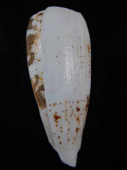 Pionoconus magus fulvobullatus 85.01 mm Gem-74406