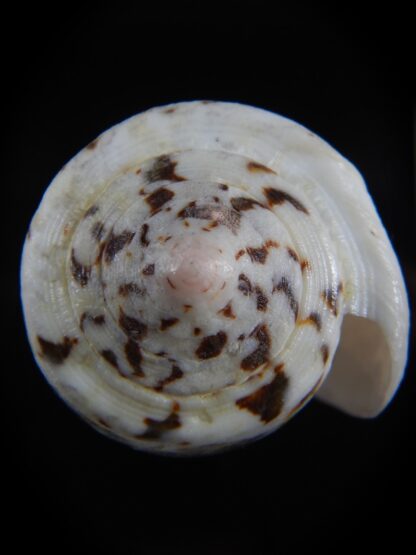 Pionoconus magus fulvobullatus 85.01 mm Gem-74407