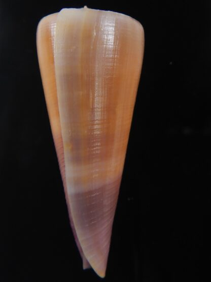 Lividoconus kintoki 57.35 mm Gem -74349