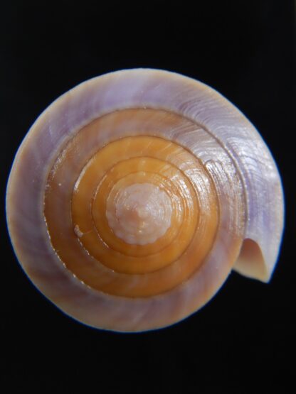 Lividoconus kintoki 57.35 mm Gem -74352