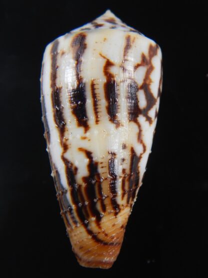 Vituliconus striatelus lictor Granulated 41.10 mm Gem -74451