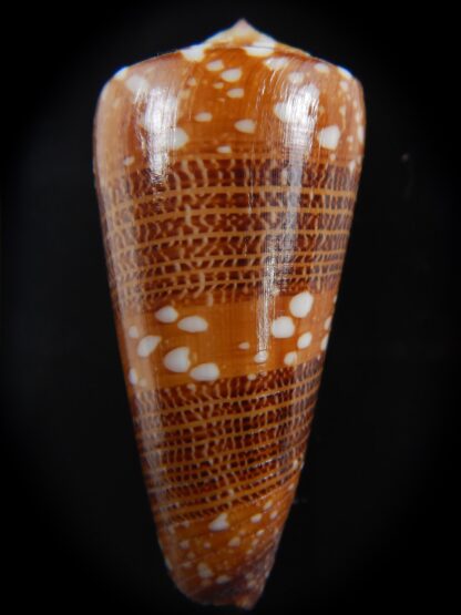 Eugeniconus nobilis victor 49.70 mm Gem-74323