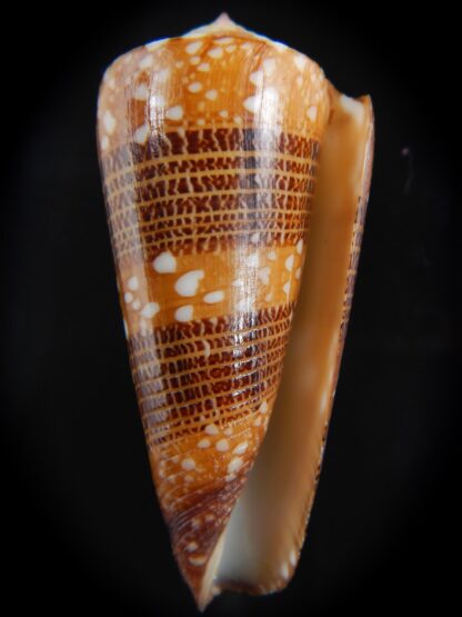 Eugeniconus nobilis victor 49.70 mm Gem-74327