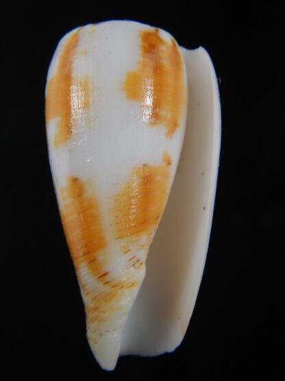 Pionoconus magus episfomioides 46.09 mm Gem-74392