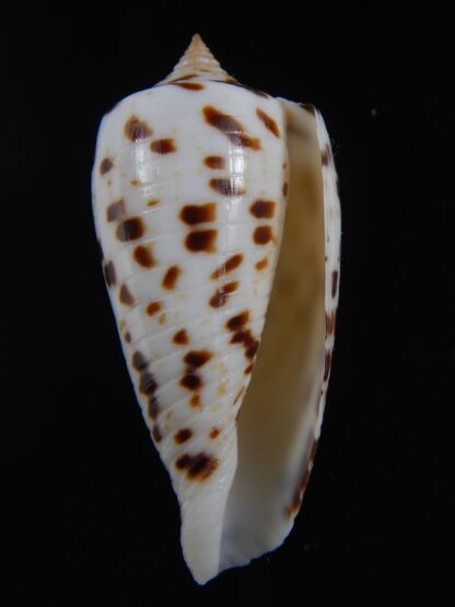 Phasmoconus zapatosensis 41.14 mm Gem-74354