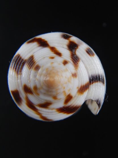 Phasmoconus zapatosensis 41.14 mm Gem-74356