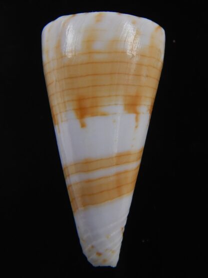 Splinoconus recluzianus urashimanus 43.15 mm Gem -74446