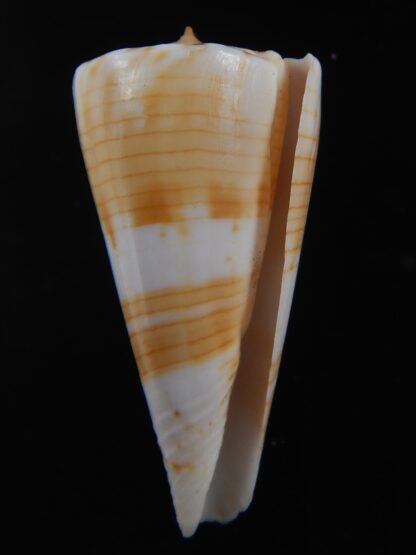 Splinoconus recluzianus urashimanus 43.15 mm Gem -74447