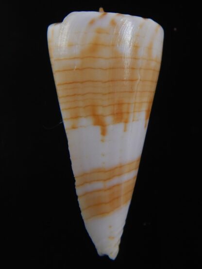 Splinoconus recluzianus urashimanus 43.15 mm Gem -74449