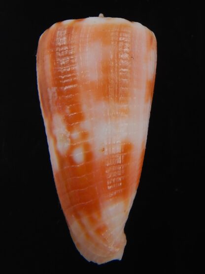 Phasmoconus alexandrei 37.21 mm Gem-74456