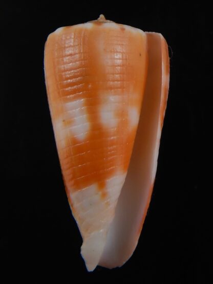 Phasmoconus alexandrei 37.21 mm Gem-74457