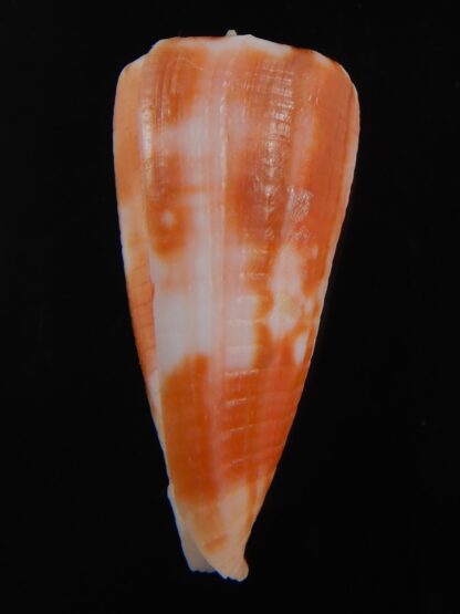 Phasmoconus alexandrei 37.21 mm Gem-74458