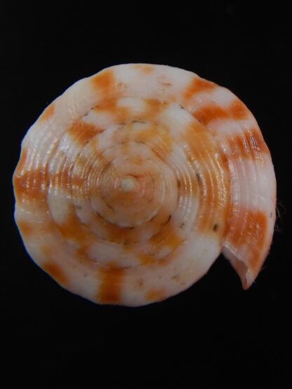 Phasmoconus alexandrei 37.21 mm Gem-74460