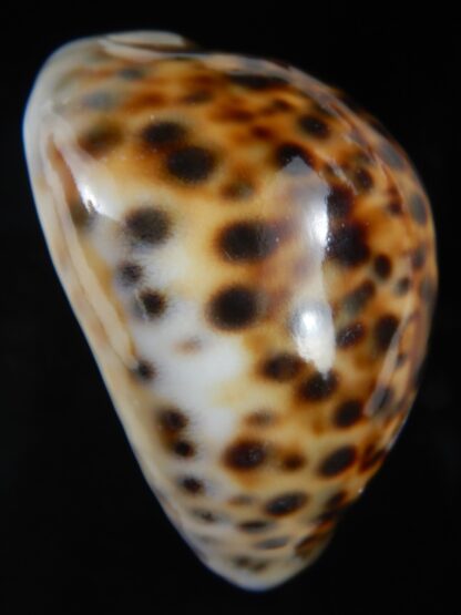 Cypraea tigris pardalis ..SP Colour... 80.61 mm Gem-74527