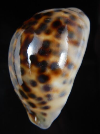Cypraea tigris pardalis ..SP Colour... 80.61 mm Gem-74529