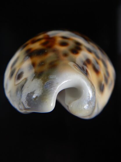 Cypraea tigris pardalis ..SP Colour... 80.61 mm Gem-74526