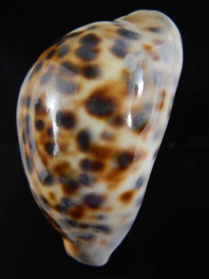 Cypraea tigris pardalis ..SP Colour... 78 mm Gem-74500