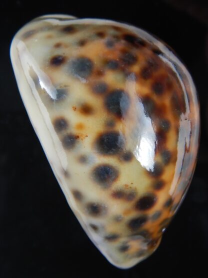 Cypraea tigris pardalis ..SP Colour... 74.90 mm Gem-74488