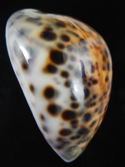 Cypraea tigris pardalis ..SP Colour... 73.07 mm Gem -74473