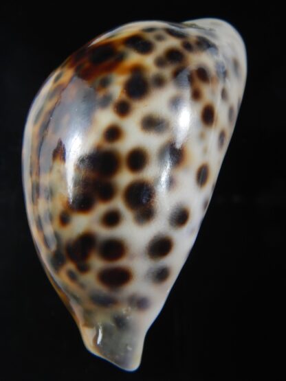 Cypraea tigris pardalis ..SP Colour... 73.07 mm Gem -74472